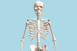 Human Skeleton Human Skeleton-2